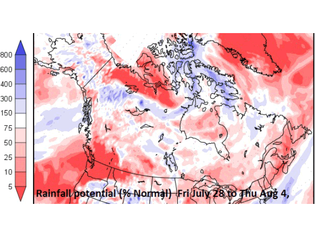 The potential for rainfall, expressed as a percentage of normal, over the Canadian Prairies region during the next seven days is fairly limited, according to this U.S. Global Forecast model. (Graphic by Nick Scalise)